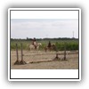 Bild 1 (20)