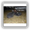 Bild 1 (11)