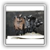 Bild 1 (22)