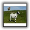 Bild 1 (29)